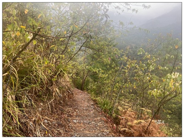 惠蓀林場 杜鵑嶺 O遶一圈3010281