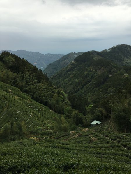 20160424_金柑樹山忘憂森林872598