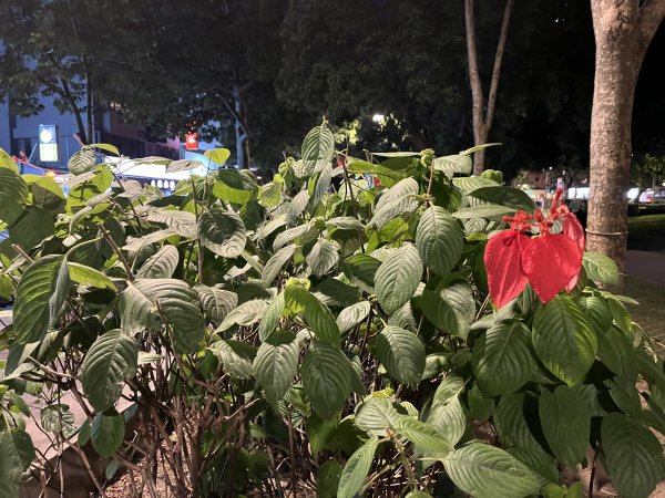 [2024臺北健走趣-25/35] 2024_0630_榮星公園2546031