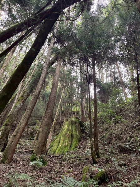 新竹 五峰 觀霧國家森林遊樂區 蜜月小徑+檜山巨木群步道2811459