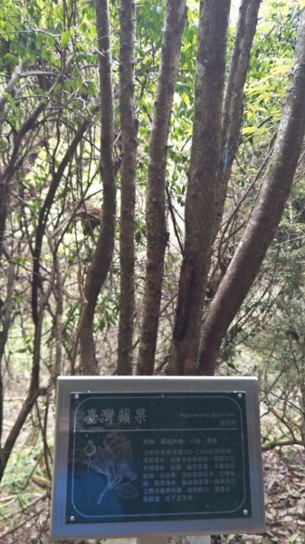 大雪山小神木步道+環站步道914505