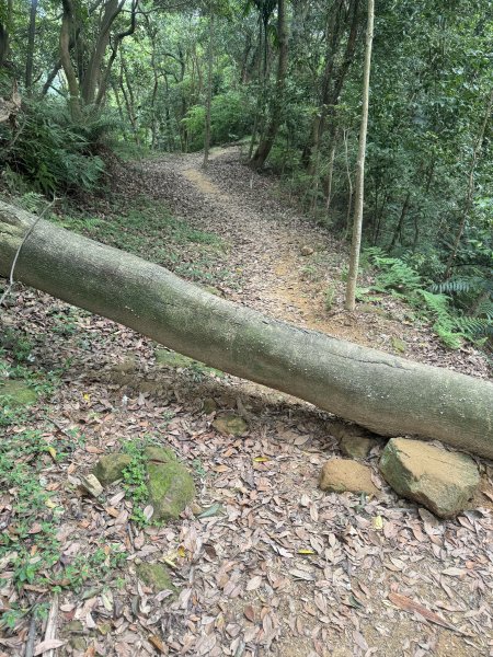 鶯歌石步道小O型路線3036053