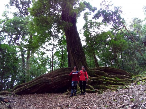 大板根神木…北坑山504962