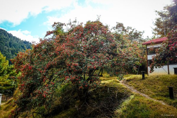 [冬訪大霸聖山岳參行]-大鹿林道東線榆金楓紅與九九山莊精選輯2974681