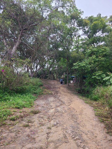 大坑10號提前修好啦(10號上+6號+7號下)2753641