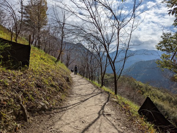 司馬庫斯神木群步道1570590