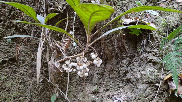 《彰化》原始峽谷｜八卦山一線天步道202502282723536