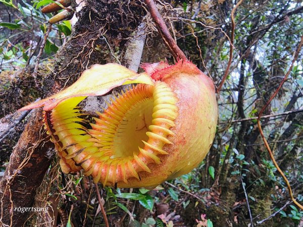 馬來西亞沙巴神山未竟之旅~(京那巴魯山 Mount Kinabalu)2732186