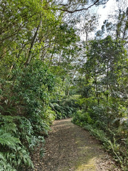 2024.03.24 飛鳳古道2908484