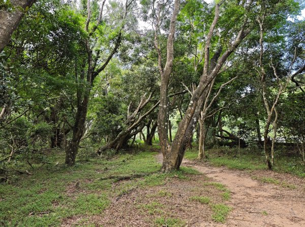[百山百鳥尋旅-02/15] 2025_0809 社頂自然公園步道2856897