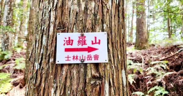 【中級山】來過一次，你不會忘記它的名字，新竹油羅山2743747