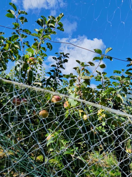 111/10/2合歡北峰下天巒池、武法奈尾山出東營將軍廟1873215