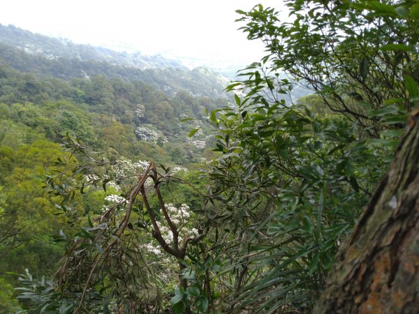 銅鑼 雙峰山 北峰/西峰 小O環形949127