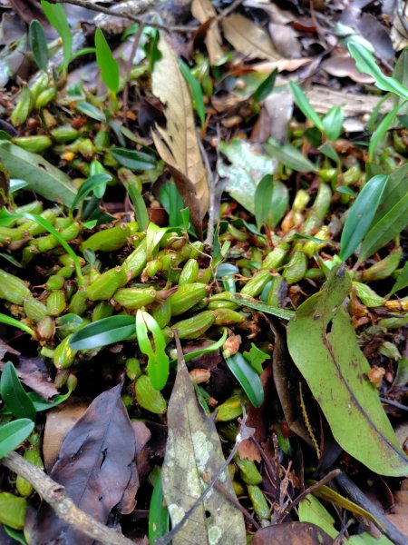 矢場谷山連走勃子山2804965