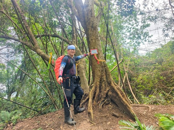 1130608 倒別牛山O繞飛鳳山2524079