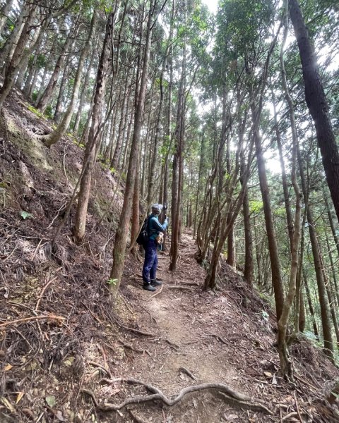 尖石🌳羅山林道野營-油羅山-竹苗小百岳3133074
