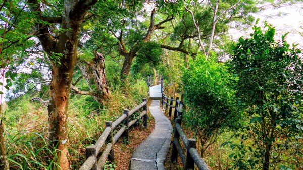 大社觀音山2954777