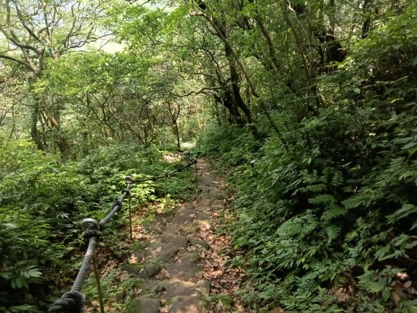 基隆市荖寮坑古道+十分古道(暖東舊道)+頂子寮山(嶺頭土地公)P字走2821572