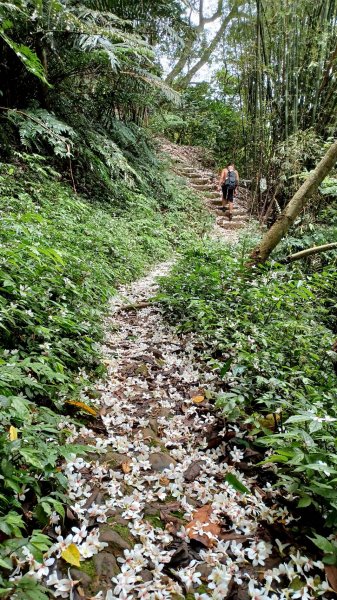 賞桐秘境-石門路(天上山)2134973