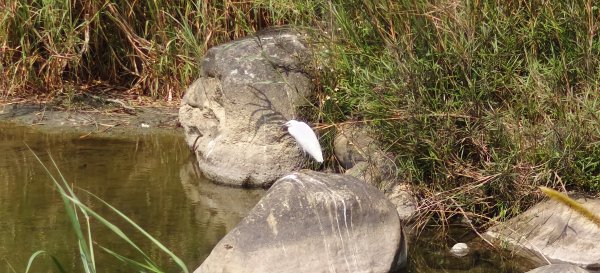 獅潭觀魚步道+潭老街-2026/03/293026425