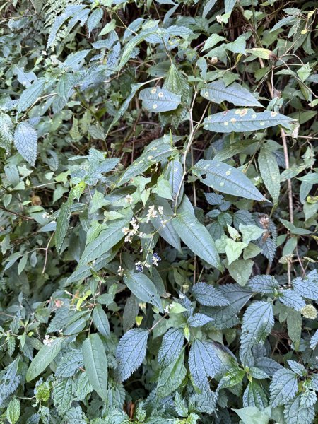 1141122特富野古道2995418