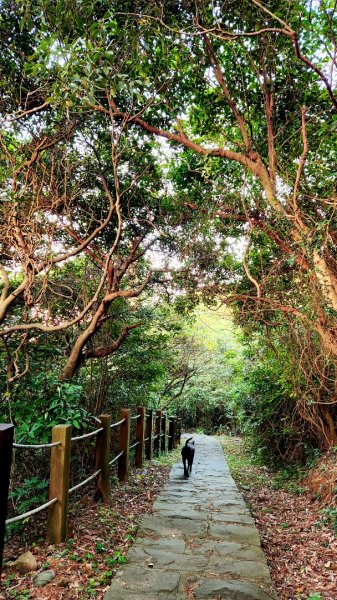 四獸山大縱走，虎山，豹山，獅山，象山，林口太平濱海步道，桃園龜山（貴山，龜山頭山），老坑溪步道1964739