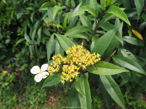 《新北》草原牛群｜貢寮桃源谷步道(內寮線)201805172887820