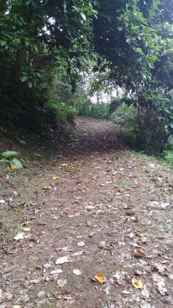 霧峰-桐林花步道44907