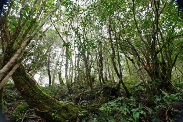 宜蘭 大同 見晴山2890621