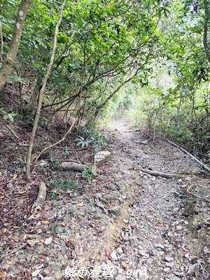 【屏東來義】小百岳棚集山x棚集下山O 繞3013085