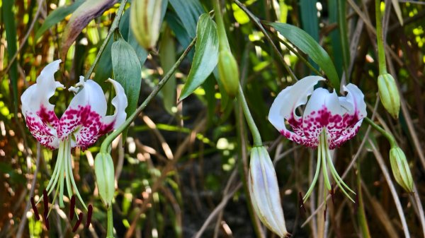 雲山水花鳥蝶-天龍國阿伯的日常 #艷紅鹿子百合 #大鳳蝶 #玉帶鳳蝶2863955