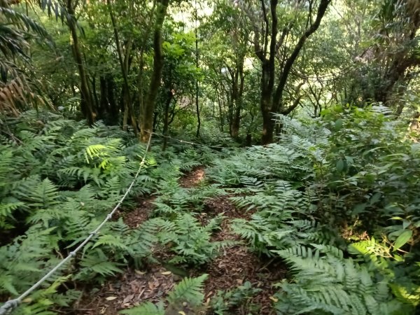 瑞芳區驚險驚嚇+短暫迷途的半屏大瀑布(瀑布稜)+小錐麓古道2886051