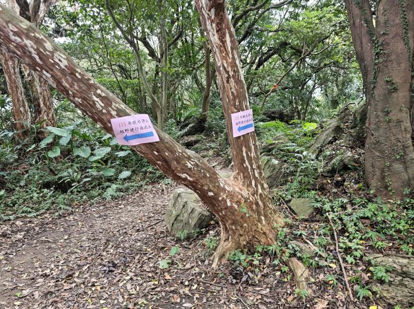 [微笑山線_第三段] 2026_0725 新北桃園登山步道_大湖之森步道3101671