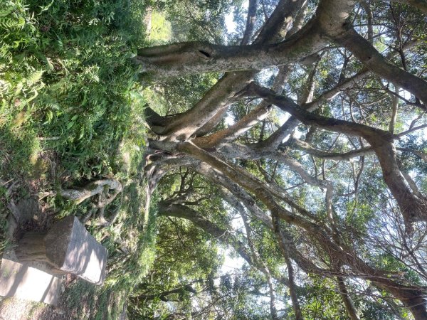 微笑山⛰️線-大棟-二格山-五分山-天上山-鳶山💎12條步道完成💙2837230