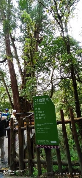 塔曼山越嶺達觀山連走拉拉山巨木群 - 神木巨木之旅1363269