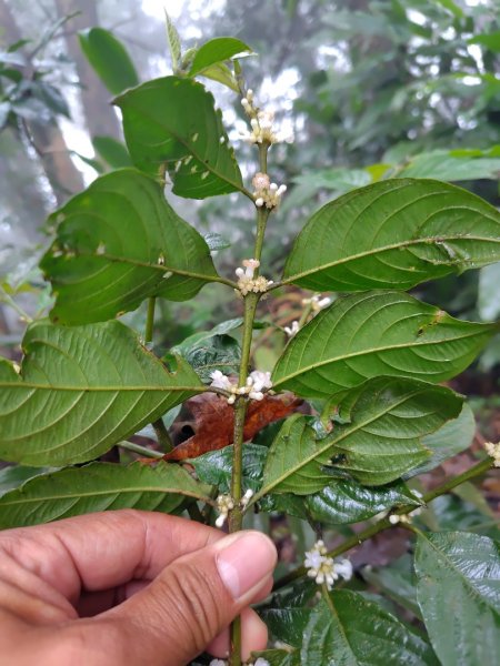 苗栗關刀山2975046