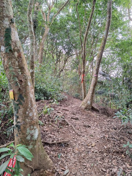 樟之細路RSA45(協雲宮至沖庫山來回)+和興山202501312702851