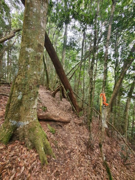 【埔里六秀之首】守城大山1291130