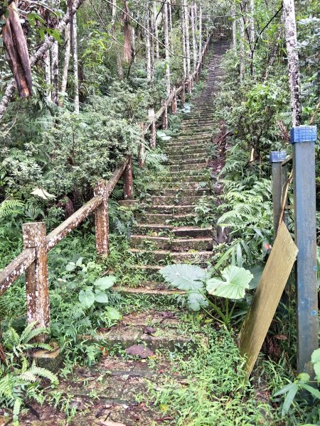 魚池尖登山步道1434733