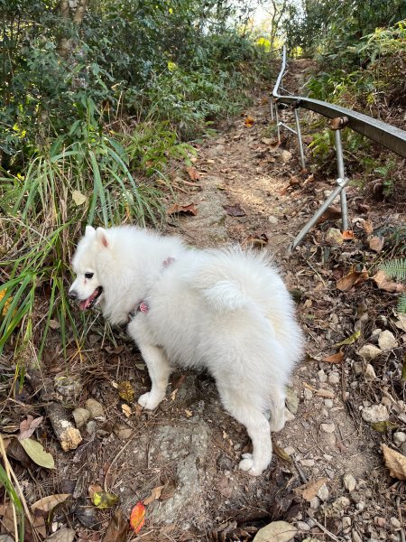 跟銀狐犬一起去蝴蝶谷瀑布找遺失登山杖 2025.12.52956203