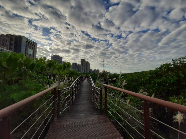 紅樹林生態步道 - 全臺最大的水筆仔森林776011