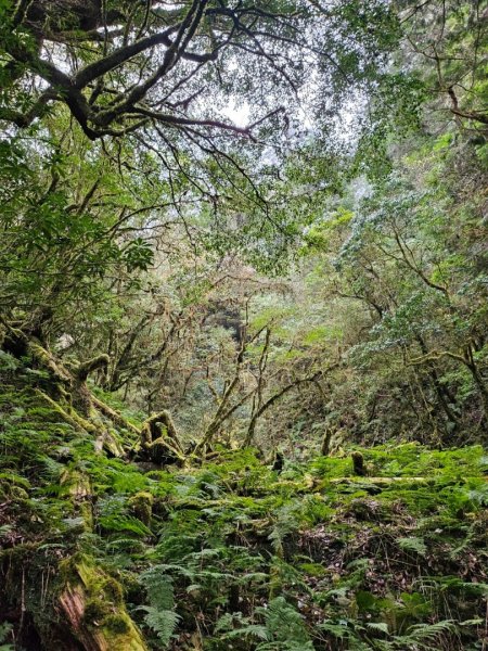 20240314 郡大林道🌲19.5km神木 （🐍水里蛇窯）2453181