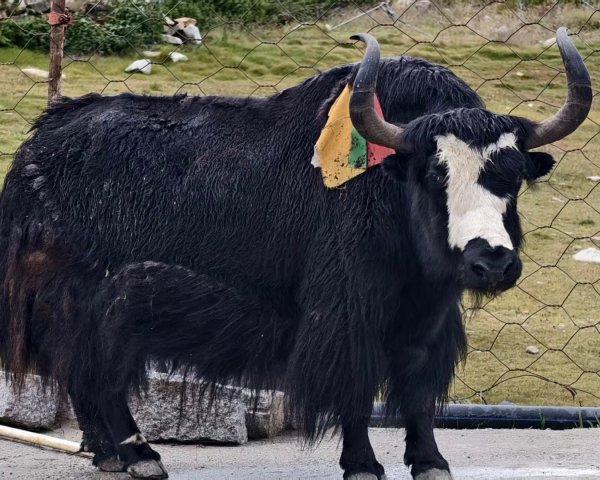 西藏♥️可愛動物🐎人物寫真/拉薩旅拍/美食2902882