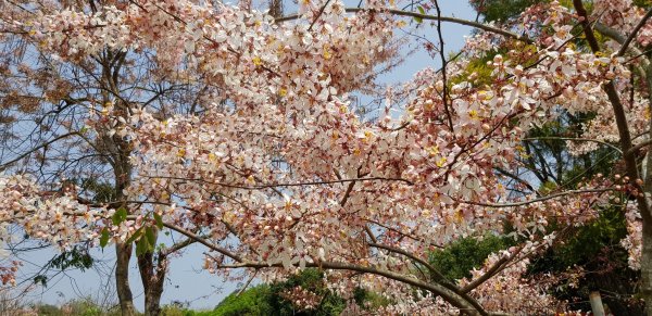 三月櫻花。花旗木＠神威天台山549824