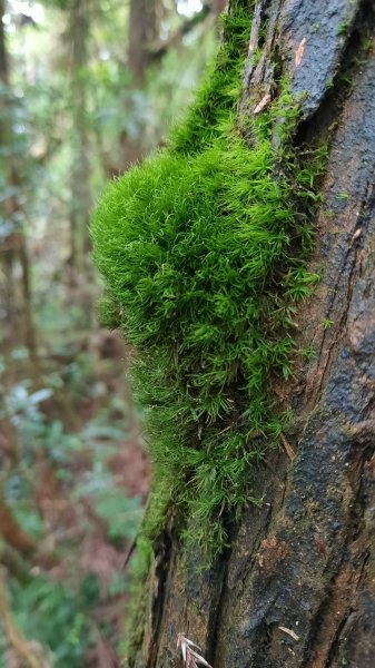 《南投》銀杏湖｜杉林溪青龍瀑布越嶺古道燕庵步道202210151880066