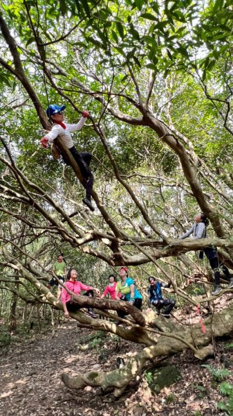 東勢大崙、東勢坑山、觀音湖山O走2986365