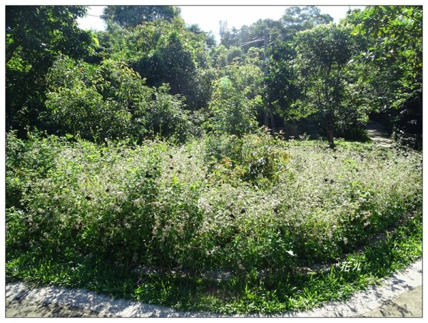 台中/大坑4號步道634912