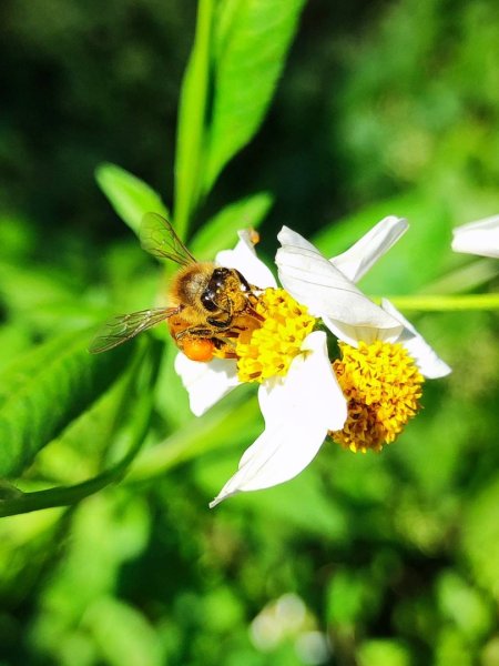 三義三通嶺-銅鑼杭菊（古道巡禮類環島小探險近25K）2957949