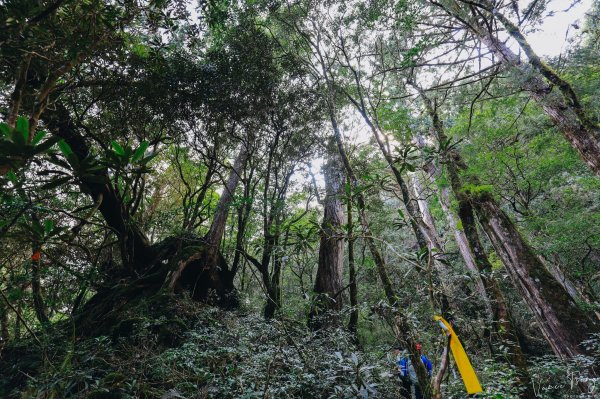 2019遺落的巨人森林聚落--唐穗山699935