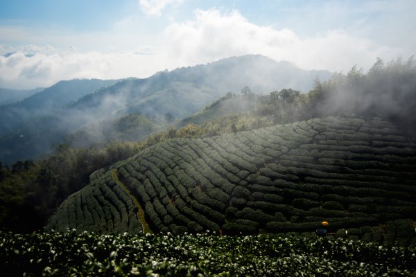 雲嘉七連峰 2025年12月2968923